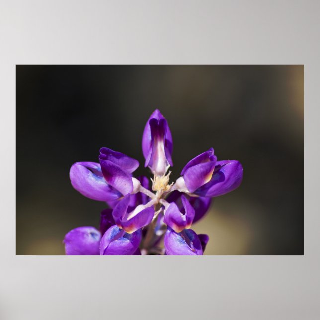 Affiches Lupine Wonder (Devant)
