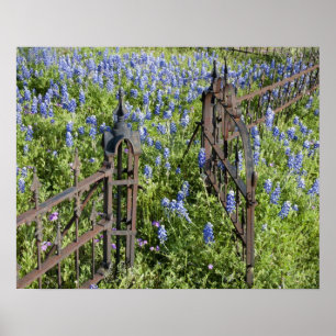 Affiches Lupins bleus et phlox entourant la grille du cimet