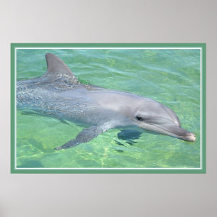 Affiches lustre de prime d'impression de dauphin