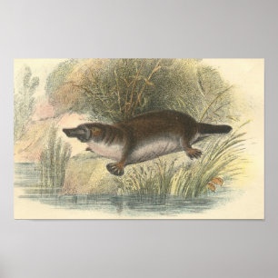 Affiches Lydekker - dossier d'ornithorynque