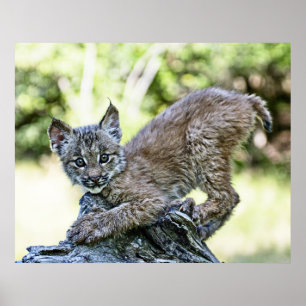 Affiches Lynx Kitten