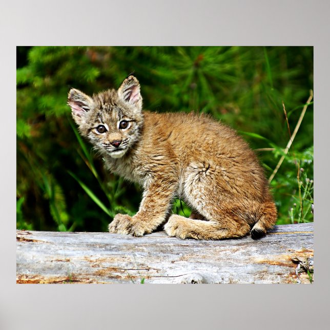 Affiches Lynx Kitten (Devant)