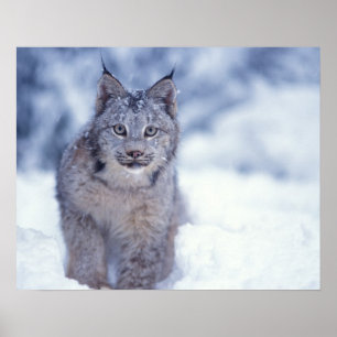 Affiches lynx, Lynx lynx, dans la neige au pied des colline