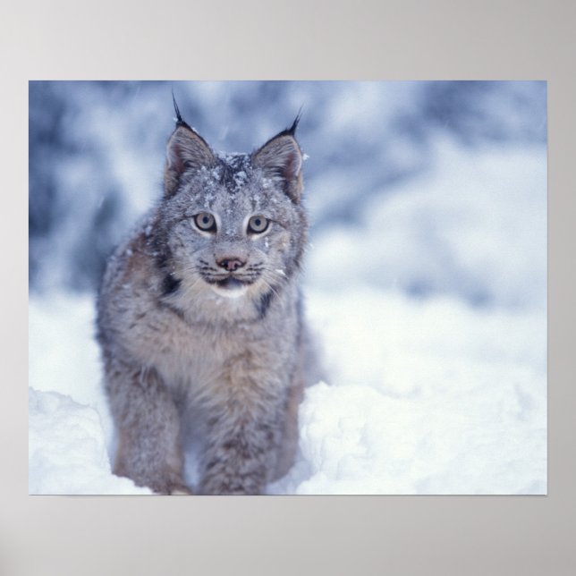 Affiches lynx, Lynx lynx, dans la neige au pied des colline (Devant)