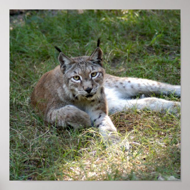 Affiches lynx sibérien 027 (Devant)