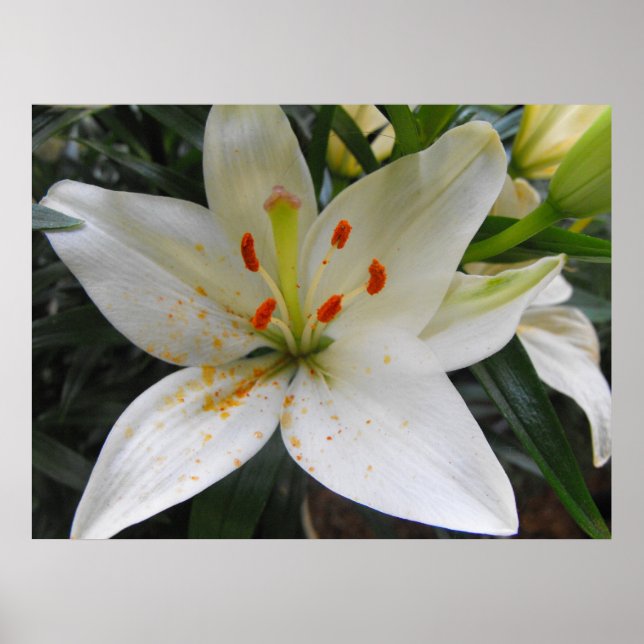 Affiches Lys blanc (Devant)
