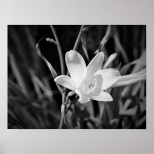 Affiches Lys blancs