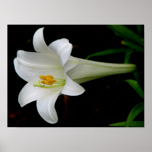 Affiches Lys blancs