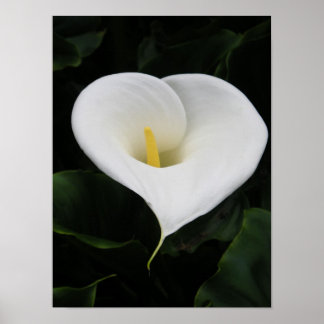 Affiches Lys calla