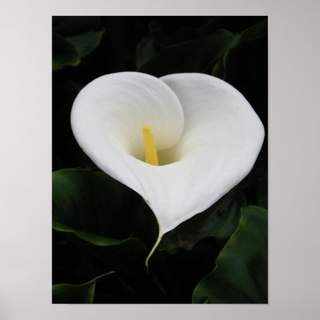Affiches Lys calla (Devant)