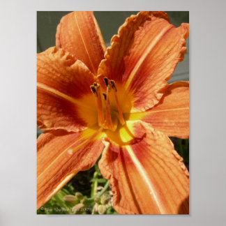 Affiches Lys de jour
