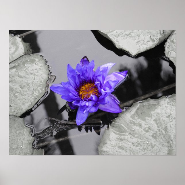 Affiches Lys d'eau (Devant)