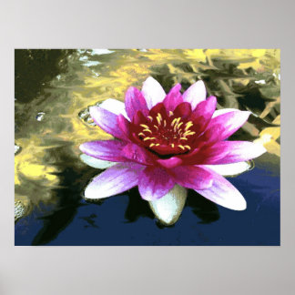 Affiches Lys d'eau