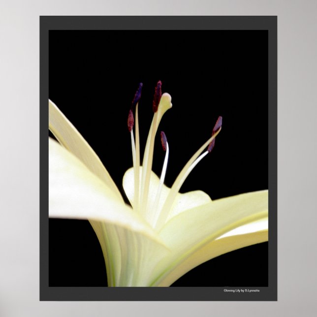 Affiches Lys Lily blanche Fleurs Photo (Devant)