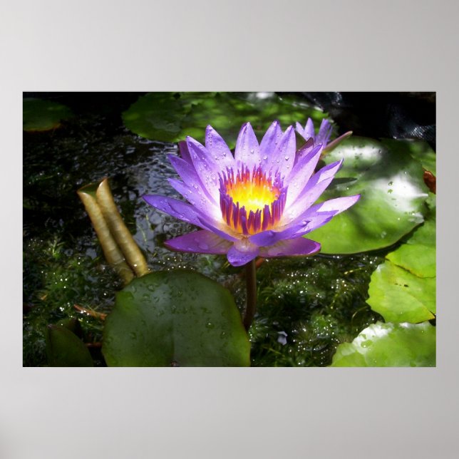 Affiches Lys pourpre dans l'étang (Devant)