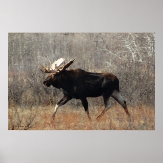 Affiches M10 Bull moose (Devant)