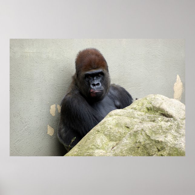Affiches M. Gorilla a eu une mauvaise journée (Devant)