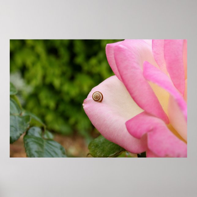 Affiches M. Snail (Devant)