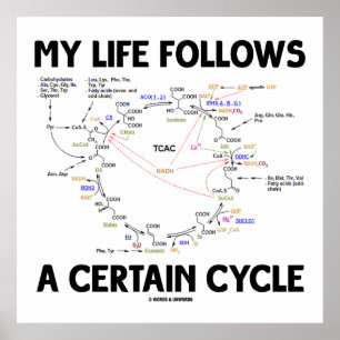 Affiches Ma Vie Suit Un Certain Cycle (Cycle Krebs)