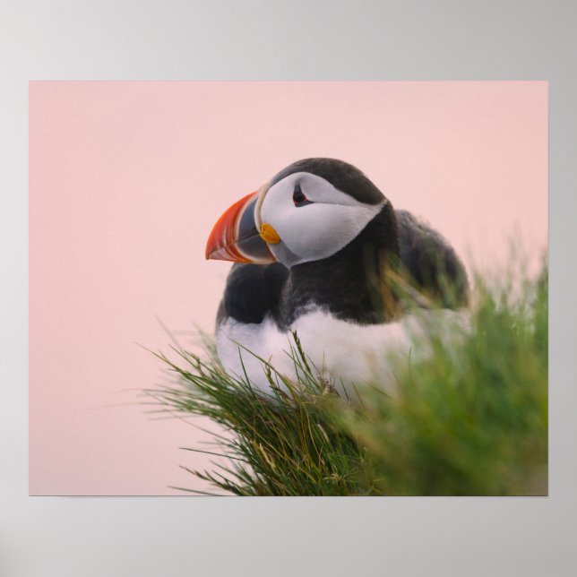 Affiches Macareux atlantique (Fratercula arctica) (Devant)