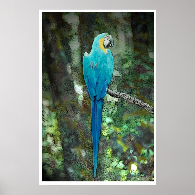 Affiches Macaw bleu et jaune à partir de JungleWalk.com (Devant)