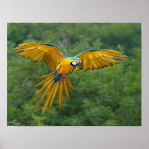 Affiches Macaw bleu et or
