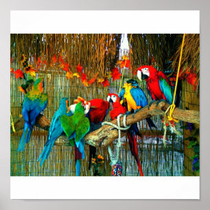 Affiches Macaws on Parade