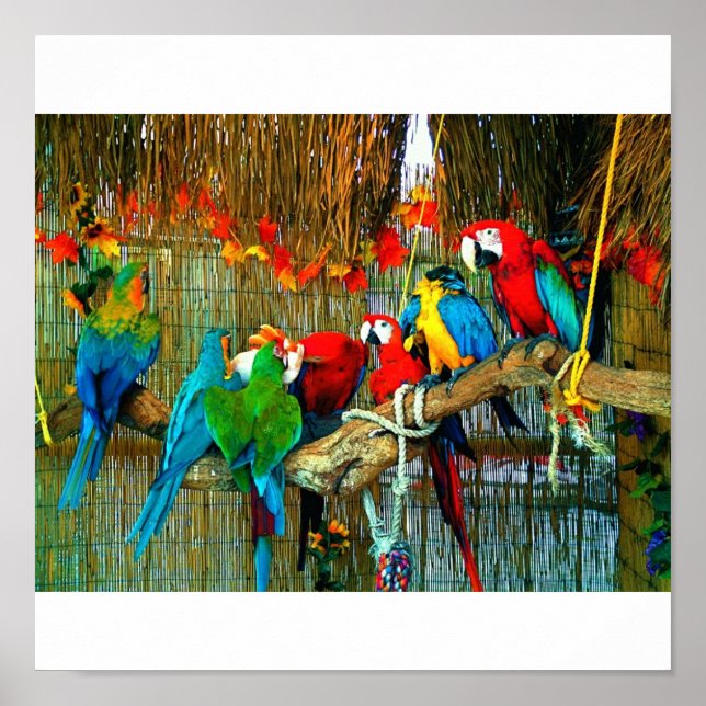 Affiches Macaws on Parade (Devant)