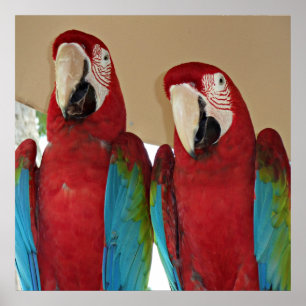 Affiches Macaws rouges, bleus, verts (perroquets)