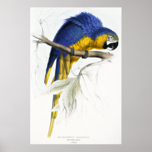 Affiches Maccaw bleu et jaune