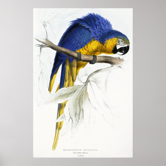 Affiches Maccaw bleu et jaune (Devant)