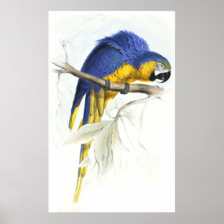 Affiches Maccaw bleu et jaune par Edward Lear