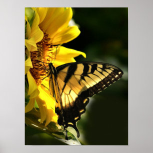 Affiches Machaon de tigre