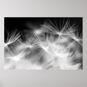 Affiches macro beauté Dandelion