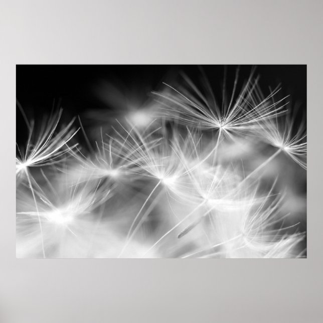 Affiches macro beauté Dandelion (Devant)