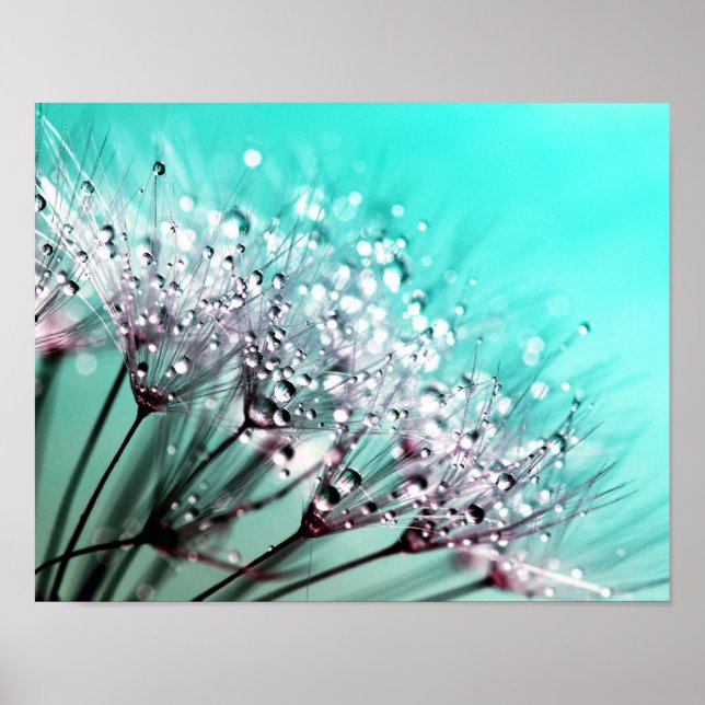 Affiches Macro Dandelion Semences d'eau gouttes photo (Devant)