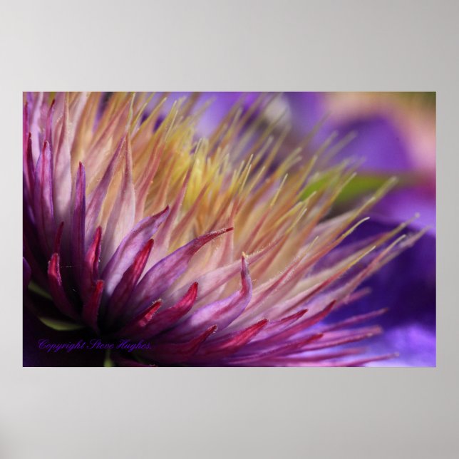 Affiches Macro-impression Clematis (Devant)