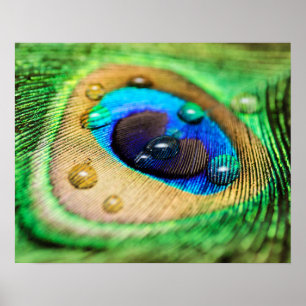 Affiches Macro plume abstraite de paon avec l'affiche de