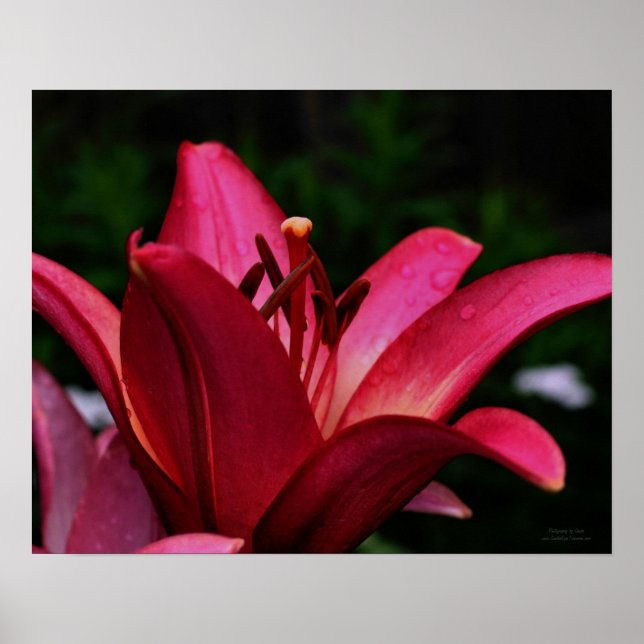 Affiches Macro Rouge Lily Floral Imprimer (Devant)