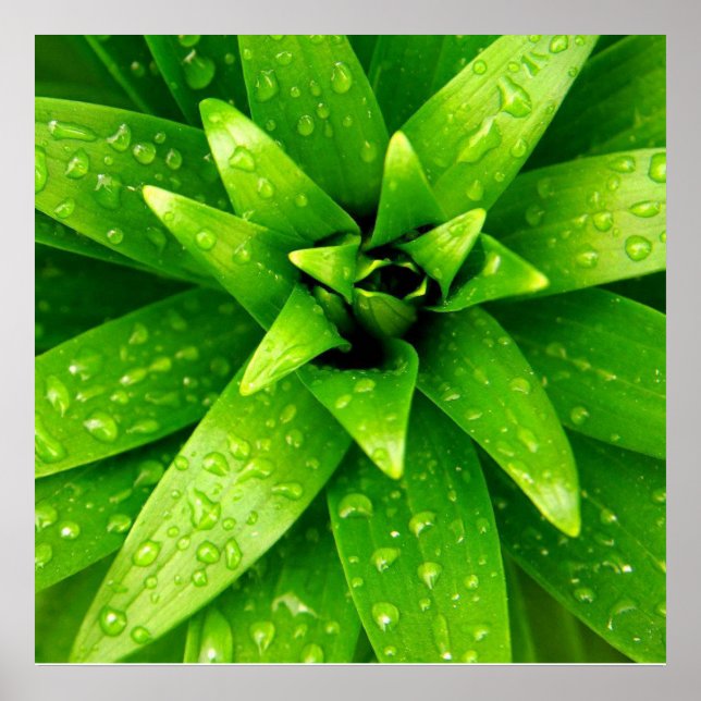 Affiches macro vert (Devant)