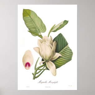 Affiches Macrophylla de magnolia