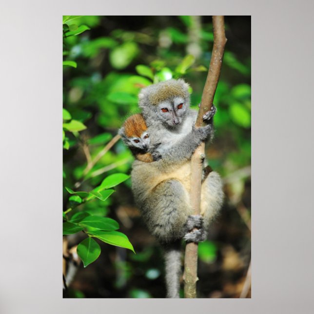 Affiches Madagascar, Andasibe, Ile Aux Lemuriens, Mère (Devant)