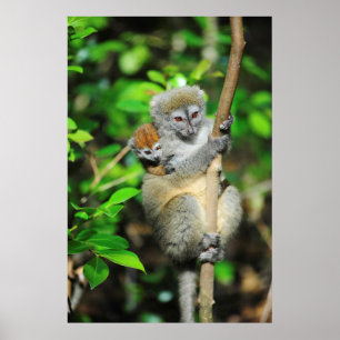 Affiches Madagascar, Andasibe, Île aux Lemuriens, Mother