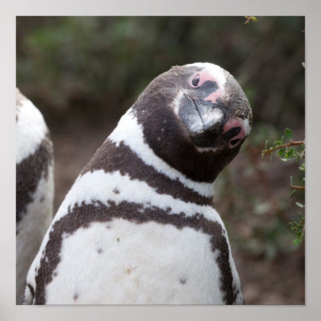 Affiches Magellanic Penguin Portrait (Devant)
