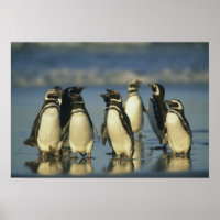 Magellanic Penguins, Spheniscus