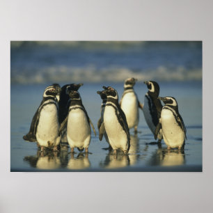 Affiches Magellanic Penguins, Spheniscus