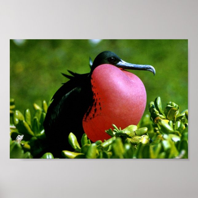 Affiches Magnifique Frigate Bird (Devant)