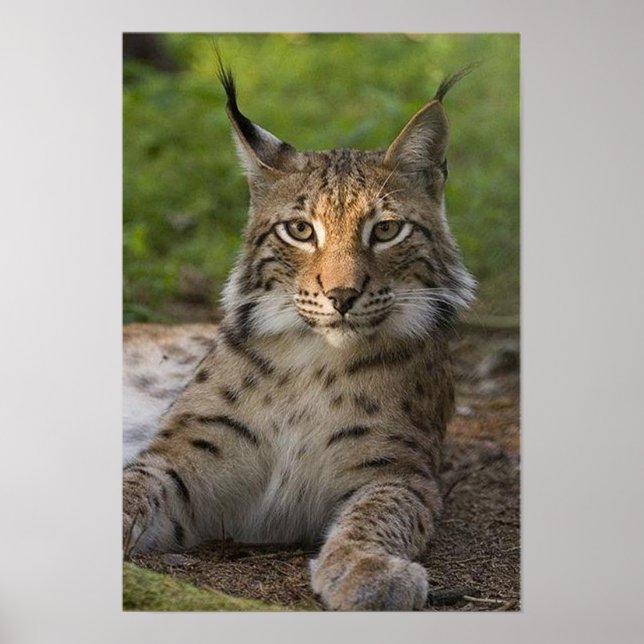 Affiches magnifique lynx reposant (Devant)