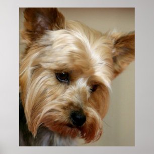 Affiches Magnifique Yorkshire Terrier