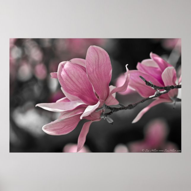 Affiches Magnolia (Devant)